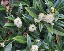 Leśnica, osiedle TBS Wrocław, nowe nasadzenia roślin