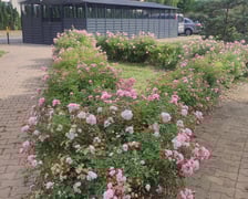 Stabłowice TBS Wrocław nowe rośliny