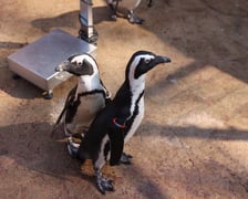 Obrączkowanie pingwinów przylądkowych w ZOO Wrocław