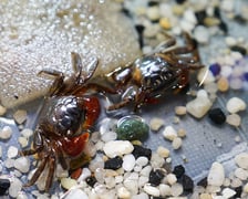 <p>Targi ZooEgzotyka w Hali Orbita w niedzielę 21 września 2025</p>