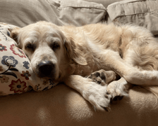 Golden retriever