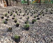 Nasadzenia na skwerach przy ul. Wandy oraz Na Szańcach