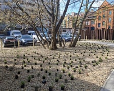 Nasadzenia na skwerach przy ul. Wandy oraz Na Szańcach