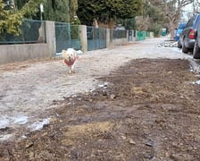 Remont chodnika na ul. Odkrywców