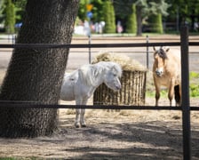 V Wielka Majówka na Partynicach