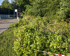 Usuwanie drzewa, które przewróciło się na torowisko i trakcję tramwajową na ul. Kwidzyńskiej - 24 lipca 2026 r.