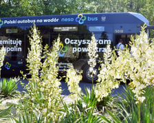Autobus wodorowy NesoBus jest testowany przez MPK we Wrocławiu