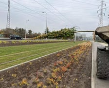 Na zdjęciu nowe krzewy, drzewa i rozchodnik na budowanej linii tramwajowej z centrum miasta w stronę Popowic