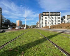 Na zdjęciu nowe krzewy, drzewa i rozchodnik na budowanej linii tramwajowej z centrum miasta w stronę Popowic