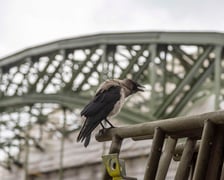 Most, poza tym że wyremontowany, zyskał nową kolorystykę. Jest ona taka, jak ponad 100 lat temu.