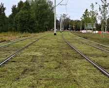 Torowisko wzdłuż ul. Legnickiej z każdym dniem staje się bardziej zielone. Kładzione są maty rozchodnikowe.