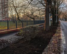 Wyremontowany odcinek ulicy Olszewskiego. 100-letnie dęby zyskały dużo lepsze warunki do życia