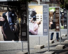 Plansze „Z miłości do koni...” na ulicy Świdnickiej