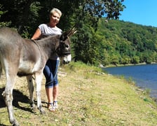 Osiołek z Lubachowa