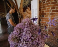 Kwiaty na wystawie w Muzeum Architektury
