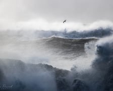 "Potęga żywiołów". Zdjęcie Mateusza nagrodzone w konkursie Wildlife Photographer of the Year