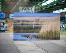 Wystawa fotografii wielkoformatowych Mieczysława Michalaka pod tytułem Ptaki