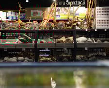 Trzmiel, sklep akwarystyczny na Nowym Dworze we Wrocławiu