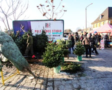 Niedziela handlowa we Wrocławiu. Targ przy Świebodzkim