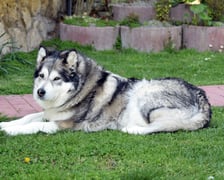 Alaskan malamute