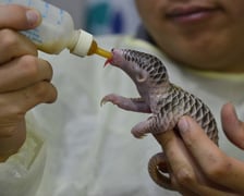 <p>Mały pangolin</p>