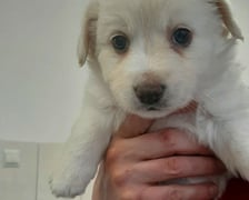 <p>R&oacute;żanka. Jeden ze szczeniak&oacute;w uratowanych przez Grupę RATUJ i czekających na adopcję w azylu stowarzyszenia</p>