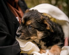 <p>Jeden ze szczeniak&oacute;w uratowanych przez Grupę RATUJ i czekających na adopcję w azylu stowarzyszenia</p>