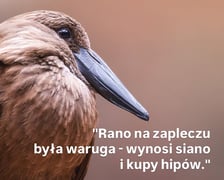 Fragment z raportów przygotowywanych we wrocławskim zoo
