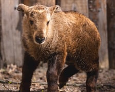Młody takin złoty, samiczka