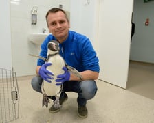 <p>Dr Tomasz Piasecki z pingwinem przylądkowym w pracowni Rezonansu Magnetycznego w Katedrze i Klinice Chirurgii Wydziału Medycyny Weterynaryjnej UPWr</p>