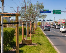Aleja Armii Krajowej jest jeszcze bardziej zielona. Przybyło na niej ponad 600 drzew