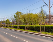 Aleja Armii Krajowej jest jeszcze bardziej zielona. Przybyło na niej ponad 600 drzew