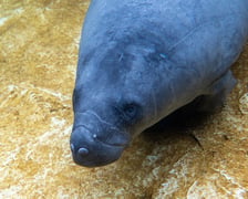 <p>Manat z wrocławskiego zoo w ogrodzie zoologicznym Pairi Daiza w Belgii</p>