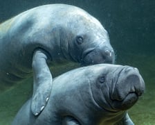 Manaty z wrocławskiego zoo w ogrodzie zoologicznym Pairi Daiza w Belgii