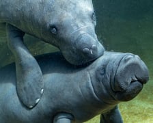 Manaty z wrocławskiego zoo w ogrodzie zoologicznym Pairi Daiza w Belgii