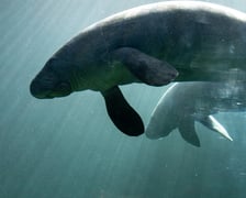 Manaty z wrocławskiego zoo w ogrodzie zoologicznym Pairi Daiza w Belgii