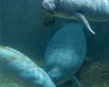 <p>Manaty z wrocławskiego zoo oraz ich nowy kolega w ogrodzie zoologicznym Pairi Daiza w Belgii</p>