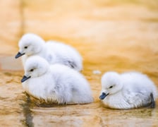 Młode łabędzie czarnoszyje