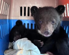 <p>Niedźwiadki himalajskie skonfiskowane przez Free The Bears</p>