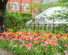 Festiwal Tulipanów w Ogrodzie Botanicznym Uniwersytetu Wrocławskiego, 9 maja 2026 r.