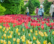 Festiwal Tulipanów w Ogrodzie Botanicznym Uniwersytetu Wrocławskiego, 9 maja 2026 r.