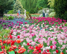 Festiwal Tulipanów w Ogrodzie Botanicznym Uniwersytetu Wrocławskiego, 9 maja 2026 r.
