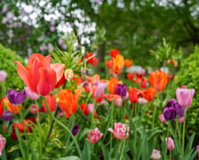 Festiwal Tulipanów w Ogrodzie Botanicznym Uniwersytetu Wrocławskiego, 9 maja 2026 r.