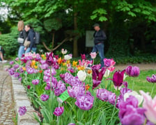 Festiwal Tulipanów w Ogrodzie Botanicznym Uniwersytetu Wrocławskiego, 9 maja 2026 r.