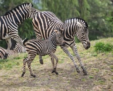 Zebry Chapmana z wrocławskiego zoo