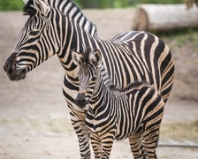 Zebry Chapmana z wrocławskiego zoo