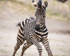 Zebry Chapmana z wrocławskiego zoo
