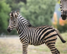 Zebry Chapmana z wrocławskiego zoo