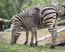 Zebry Chapmana z wrocławskiego zoo