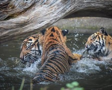 Tygrysy sumatrzańskie z wrocławskiego zoo